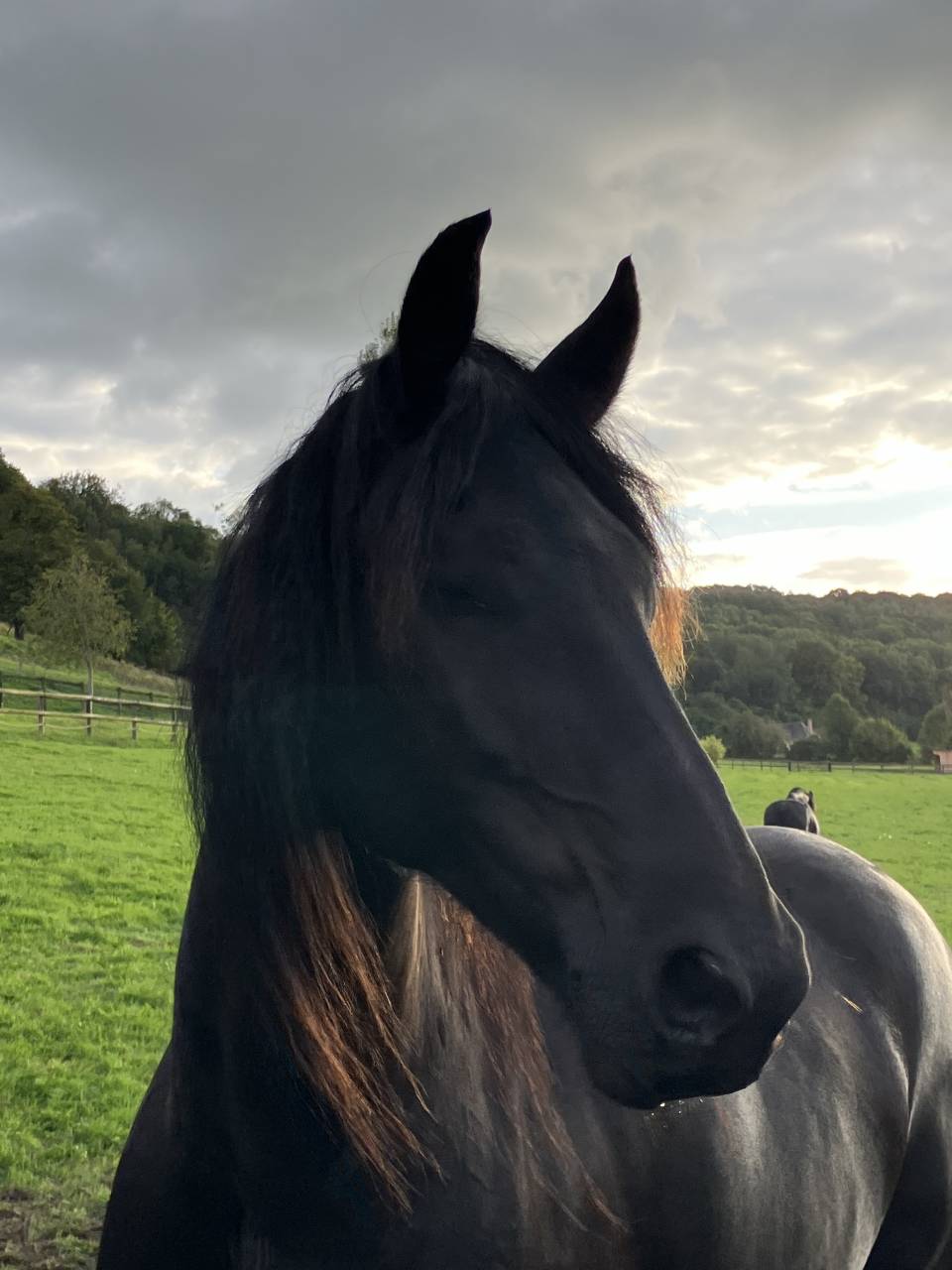 Colt Friesian For sale 2025 Black