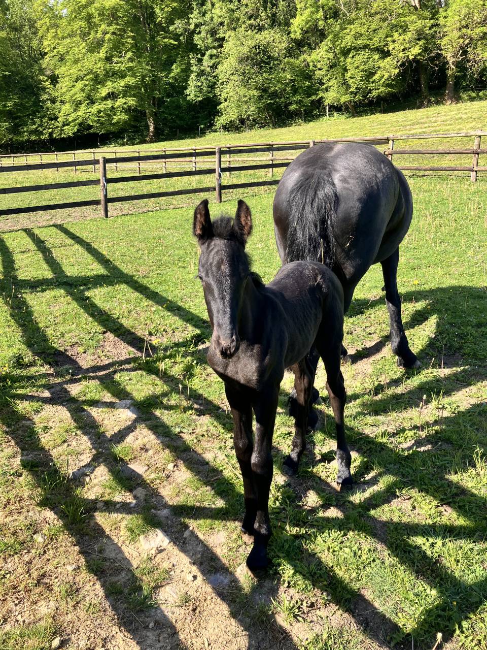 Colt Friesian For sale 2025 Black