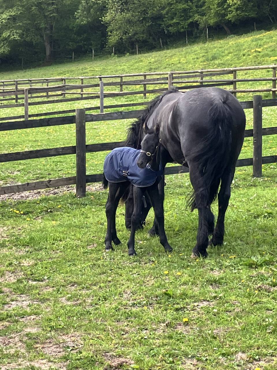 Colt Friesian For sale 2025 Black