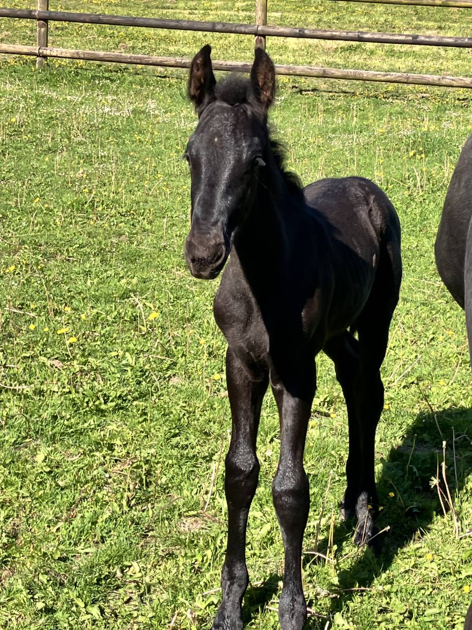 Colt Friesian For sale 2025 Black