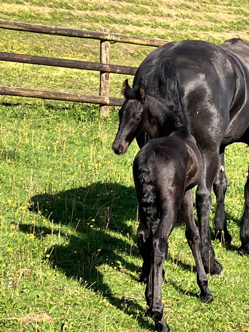 Colt Friesian For sale 2025 Black