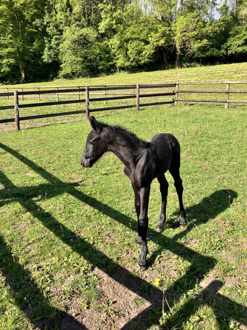 Colt Friesian For sale 2025 Black