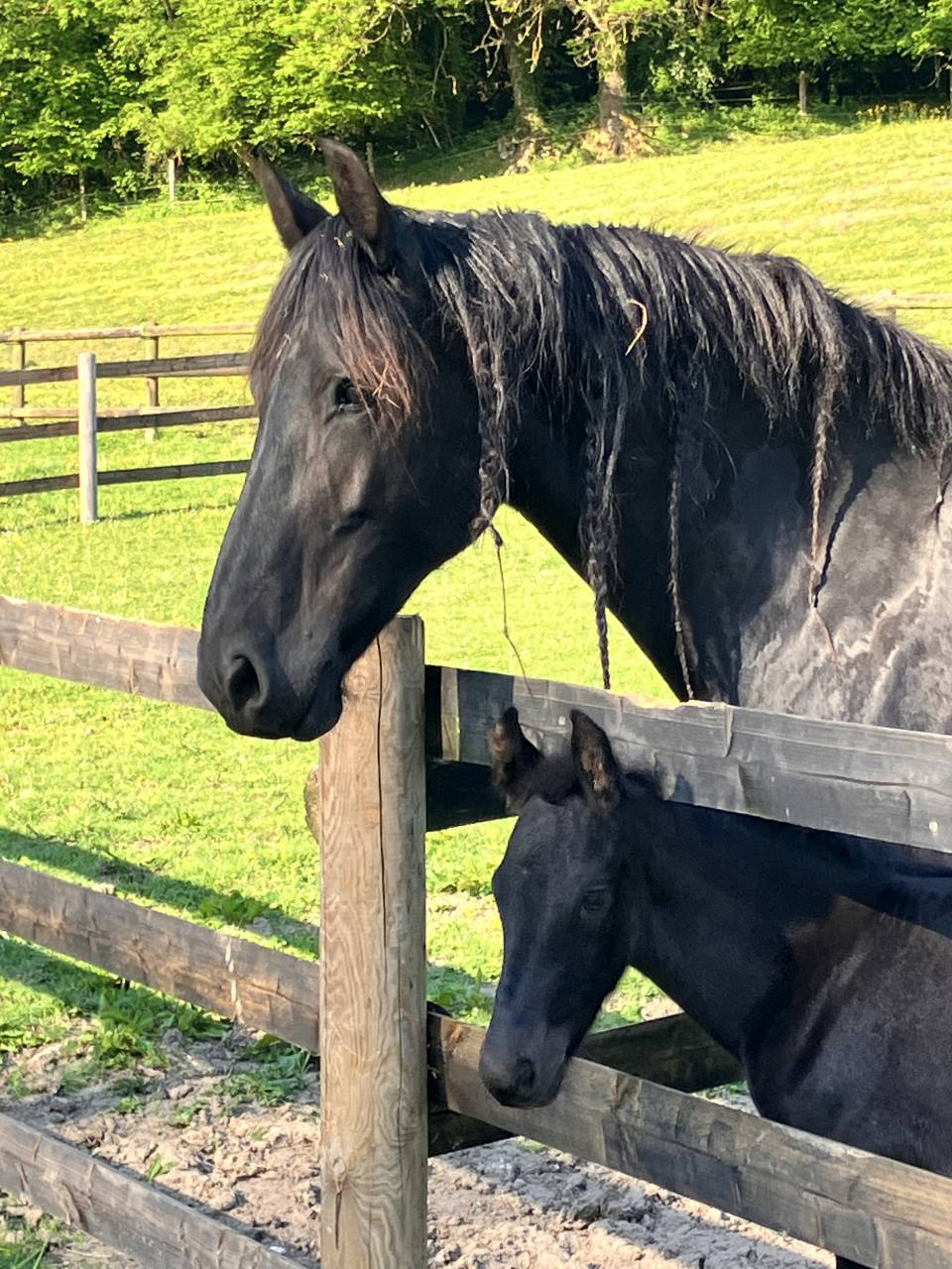 Colt Friesian For sale 2025 Black