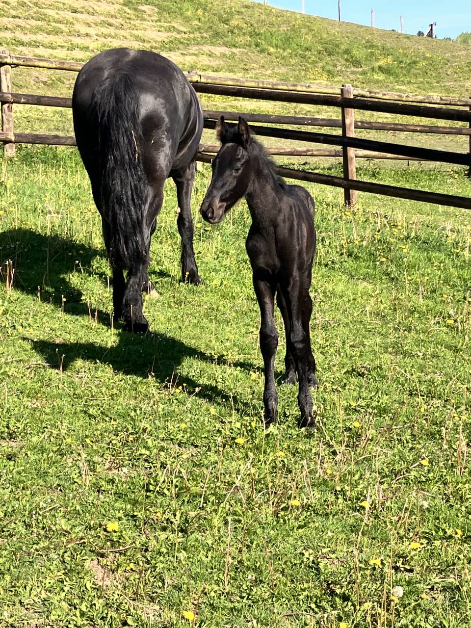 Colt Friesian For sale 2025 Black