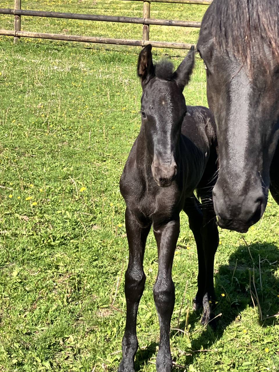Colt Friesian For sale 2025 Black