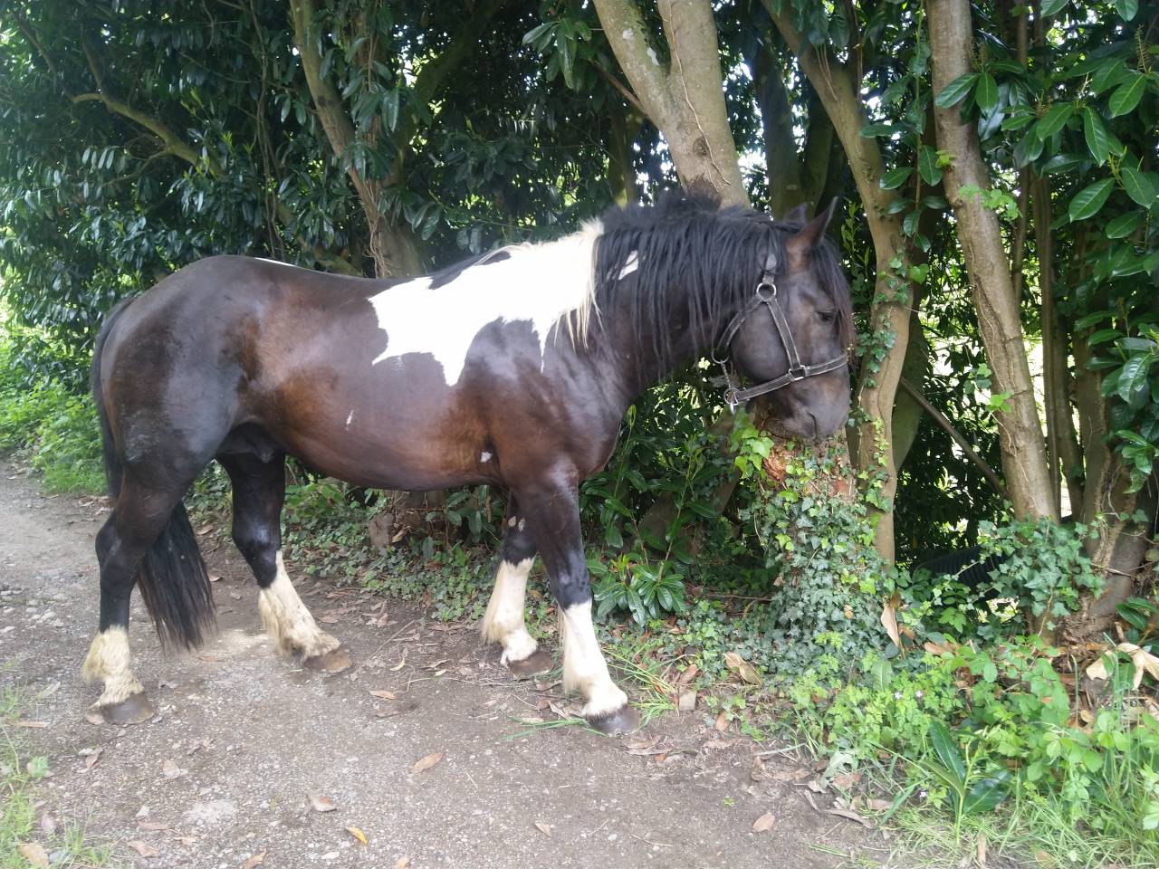 Stallion Pinto For sale 2021 Coloured