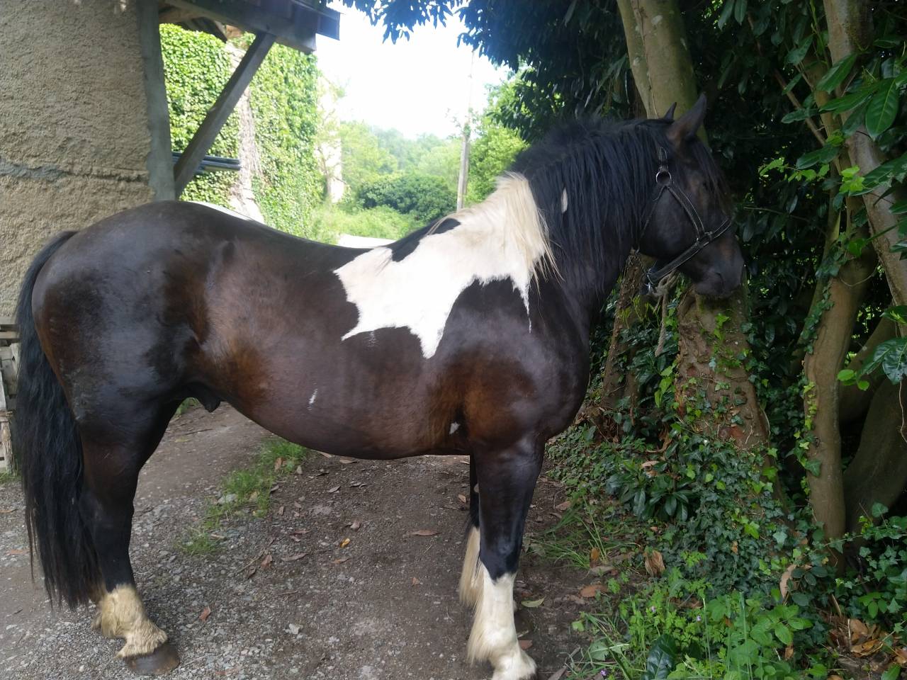 Stallion Pinto For sale 2021 Coloured