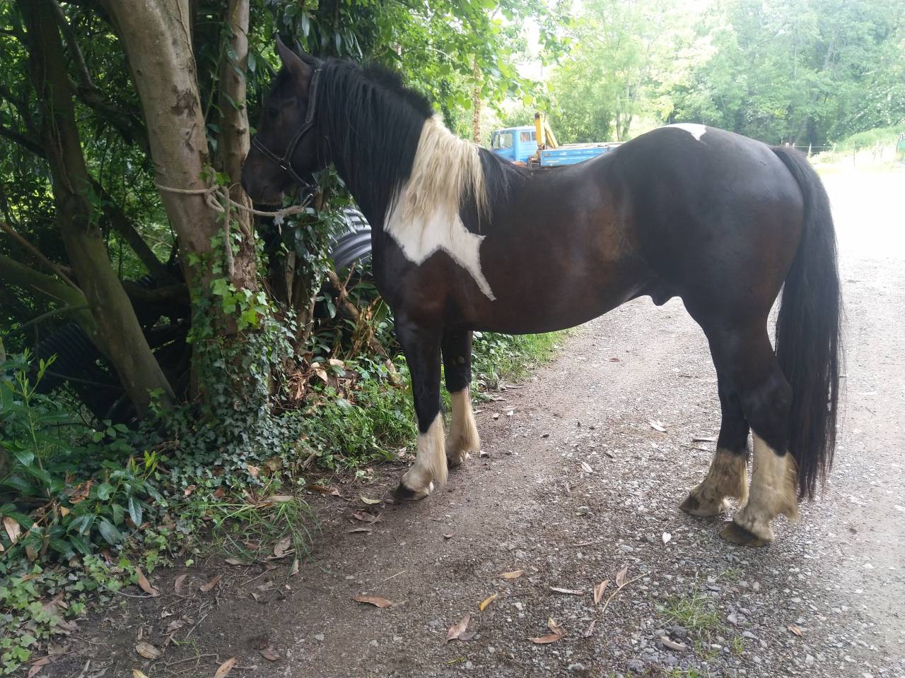 Stallion Pinto For sale 2021 Coloured