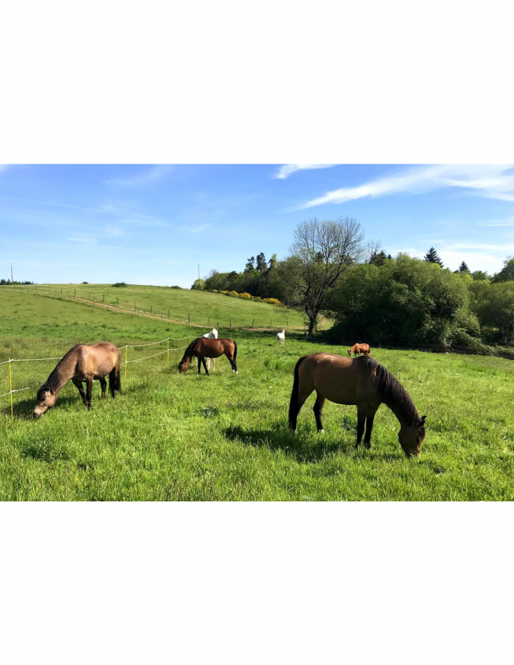 Luxurious equestrian property  Haute-Vienne
