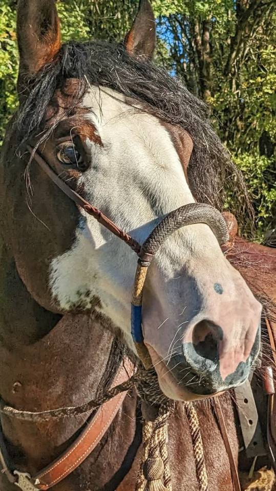 La Nevada El Allegro - Criollo 2019 by LA AMANECIDA EL CORRENTINO