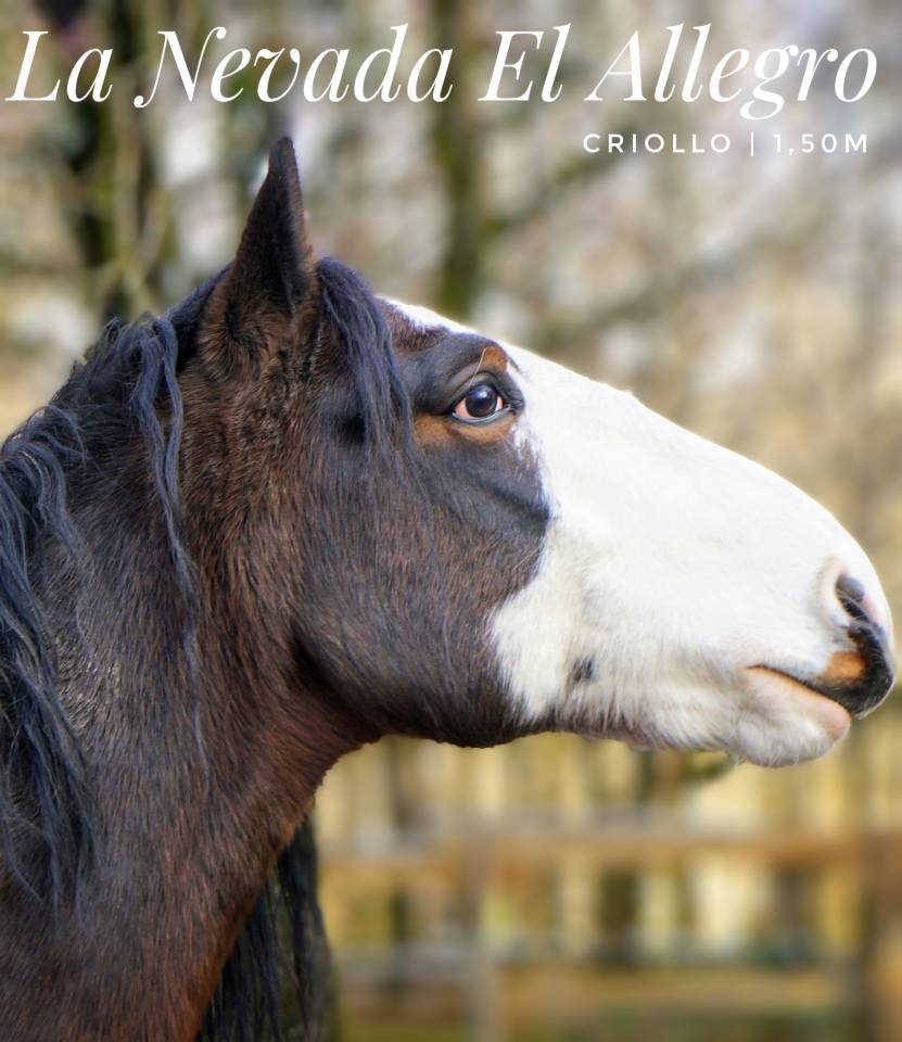 La Nevada El Allegro - Criollo 2019 by LA AMANECIDA EL CORRENTINO