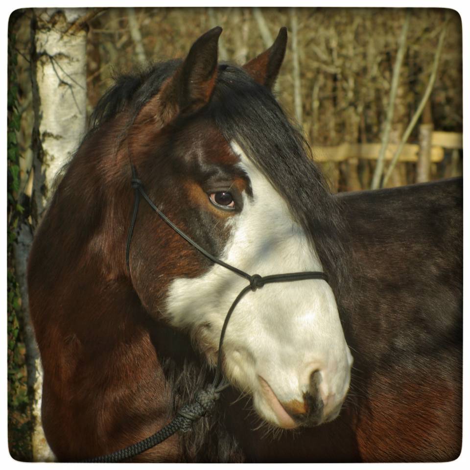 La Nevada El Allegro - Criollo 2019 by LA AMANECIDA EL CORRENTINO