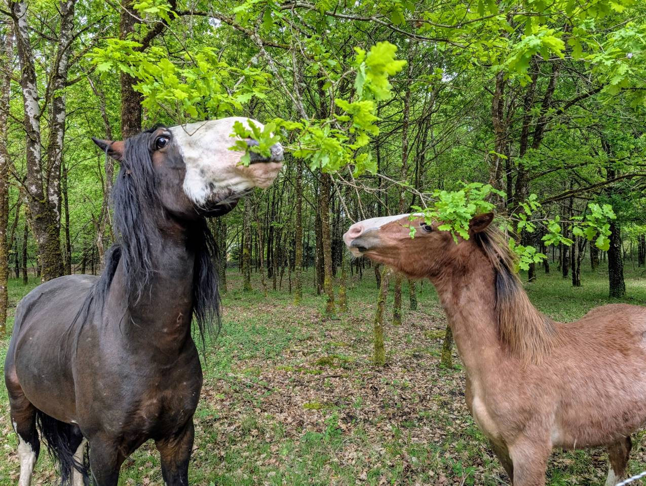 La Nevada El Allegro - Criollo 2019 by LA AMANECIDA EL CORRENTINO