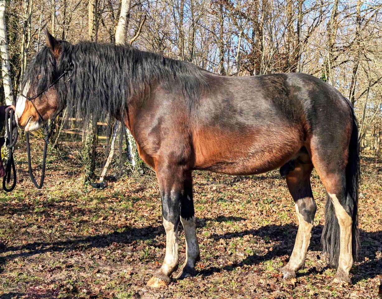 La Nevada El Allegro - Criollo 2019 by LA AMANECIDA EL CORRENTINO