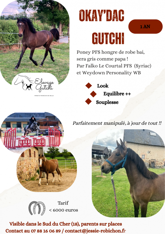 Gelding French Saddle Pony For sale 2024 Grey