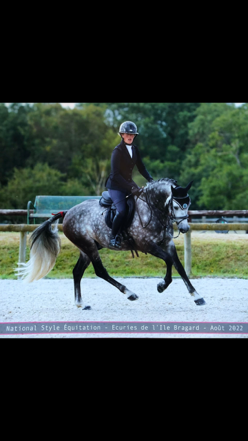 Gelding French Saddle Pony For sale 2024 Grey