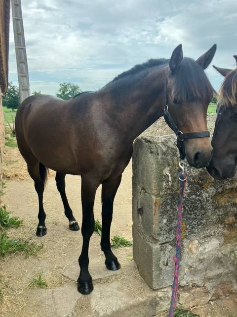 Gelding French Saddle Pony For sale 2024 Grey