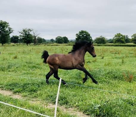 Gelding French Saddle Pony For sale 2024 Grey