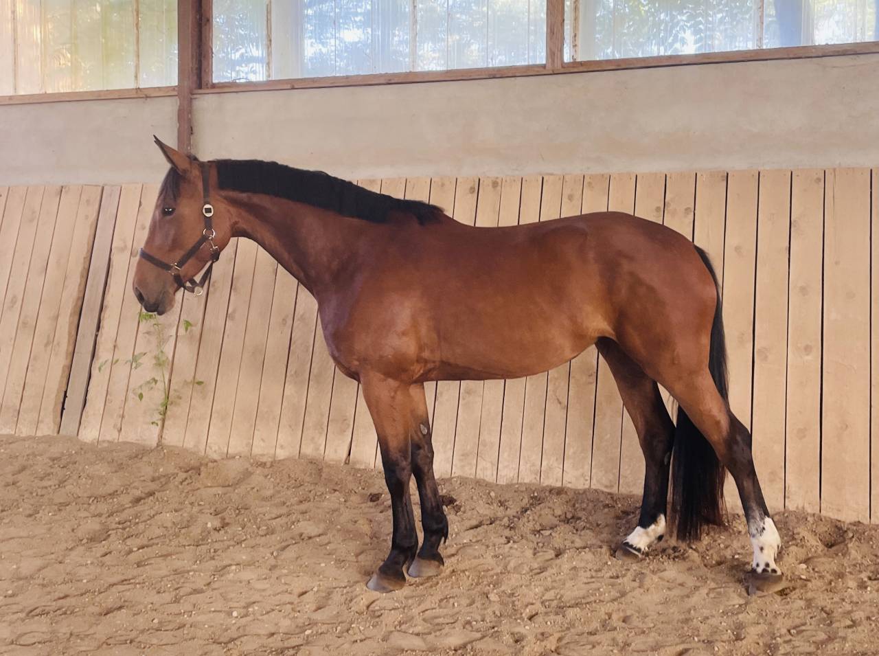 Mare Selle Français For sale 2021 Bay