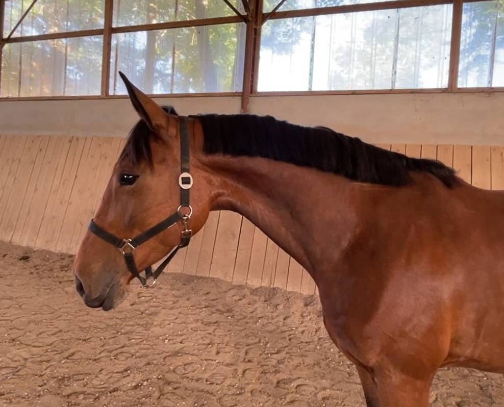 Mare Selle Français For sale 2021 Bay