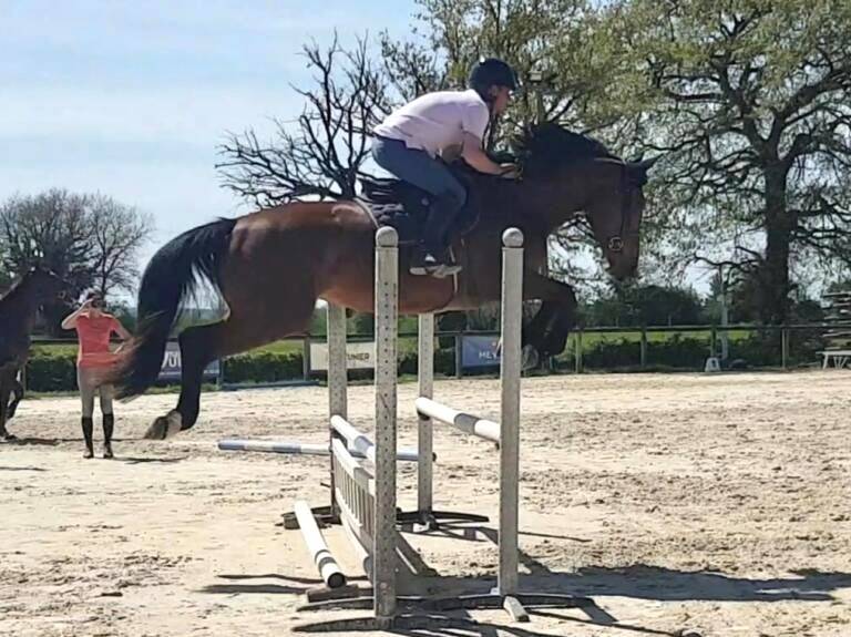 Mare Selle Français For sale 2021 Bay