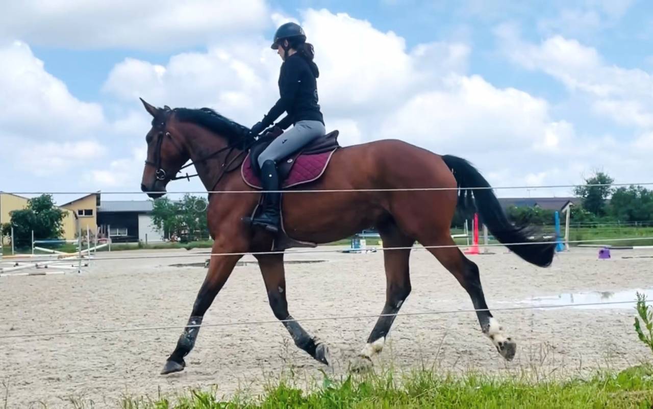 Mare Selle Français For sale 2021 Bay