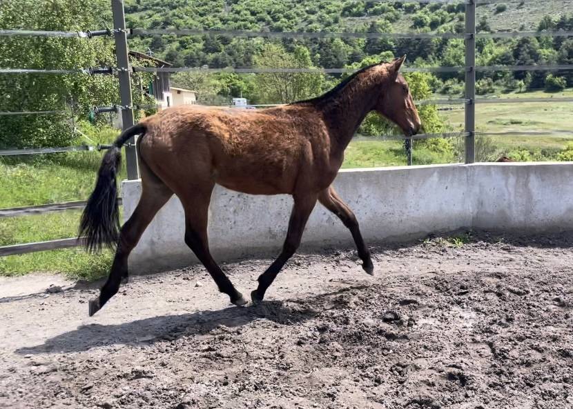 Filly Lusitano For sale 2024 Bay