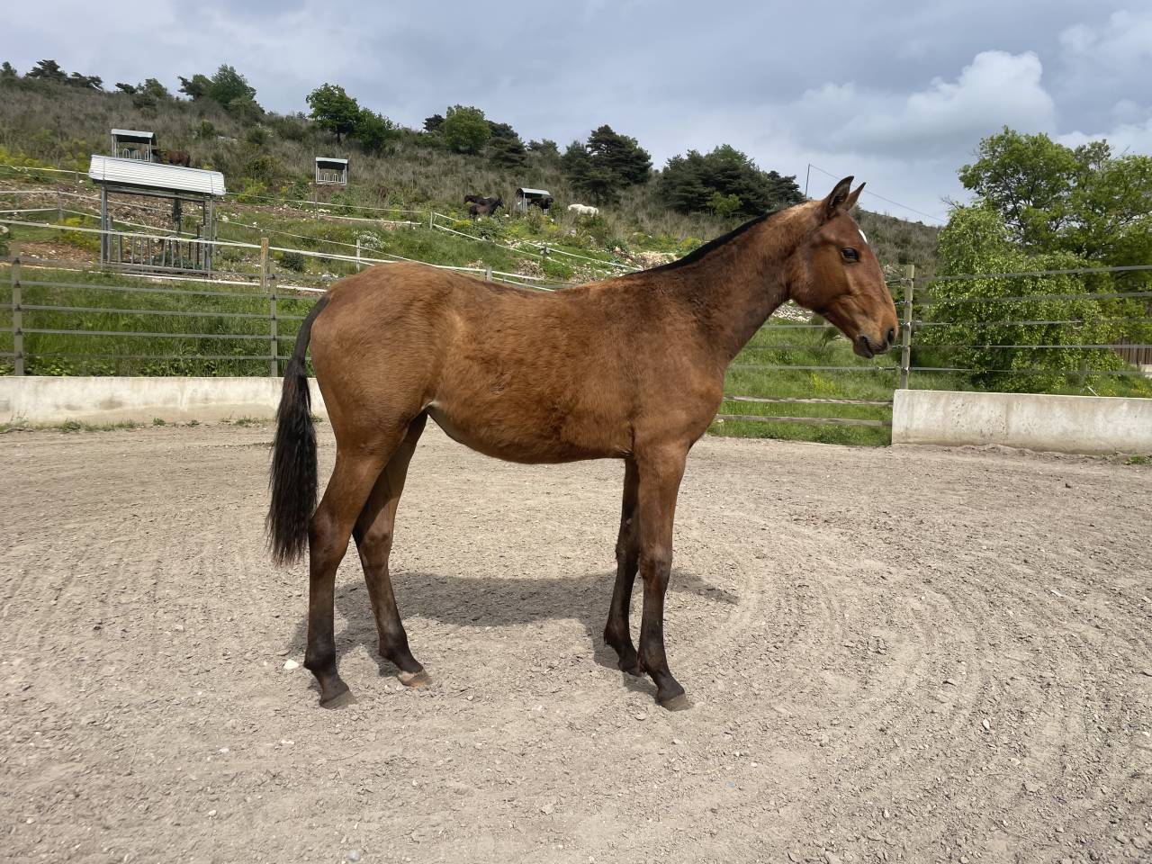 Filly Lusitano For sale 2024 Bay