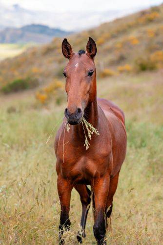 Filly Lusitano For sale 2024 Bay