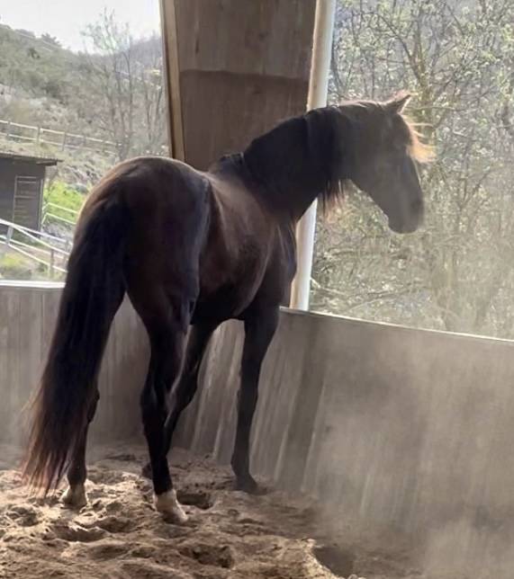 Filly Lusitano For sale 2024 Bay