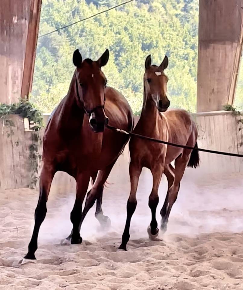 Filly Lusitano For sale 2024 Bay