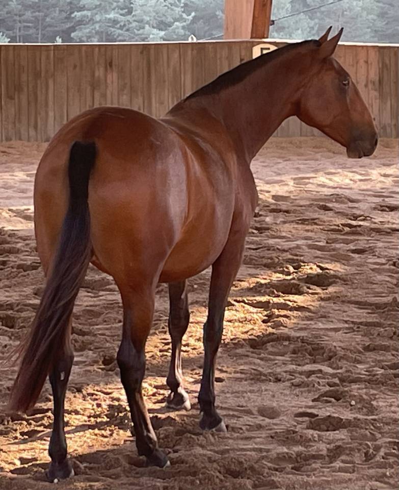 Filly Lusitano For sale 2024 Bay