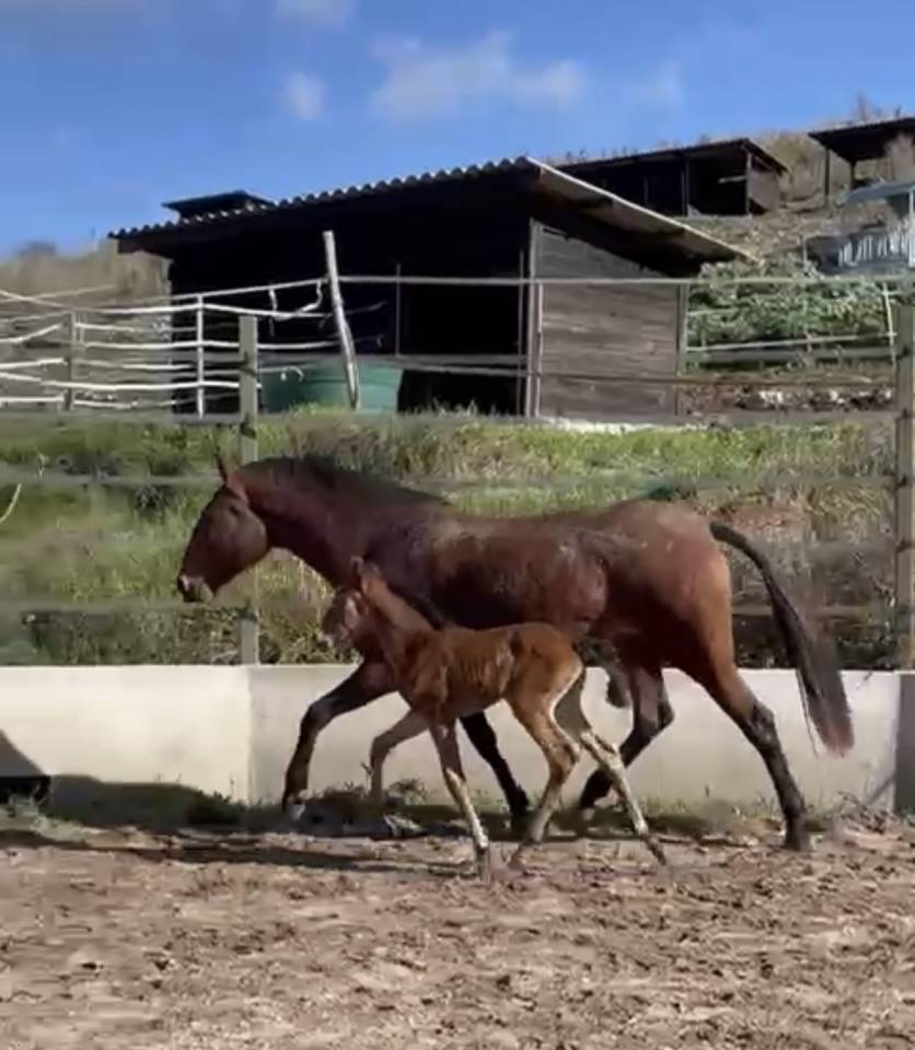 Filly Lusitano For sale 2024 Bay