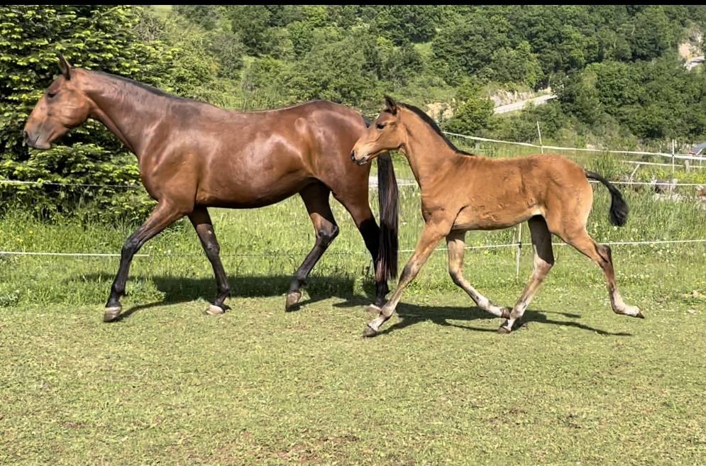 Filly Lusitano For sale 2024 Bay