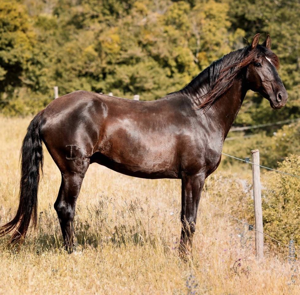 Filly Lusitano For sale 2024 Bay
