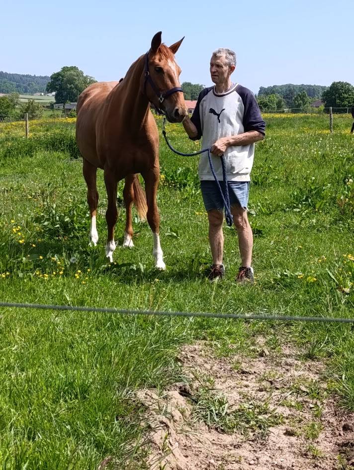 Mare Selle Français For sale 2021 Chesnut
