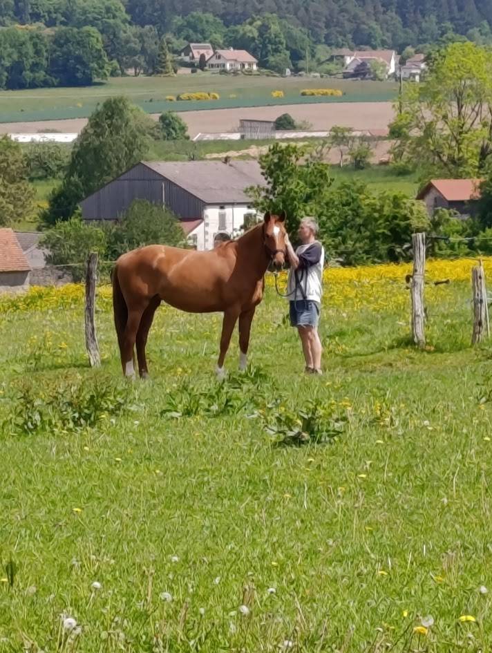Mare Selle Français For sale 2021 Chesnut