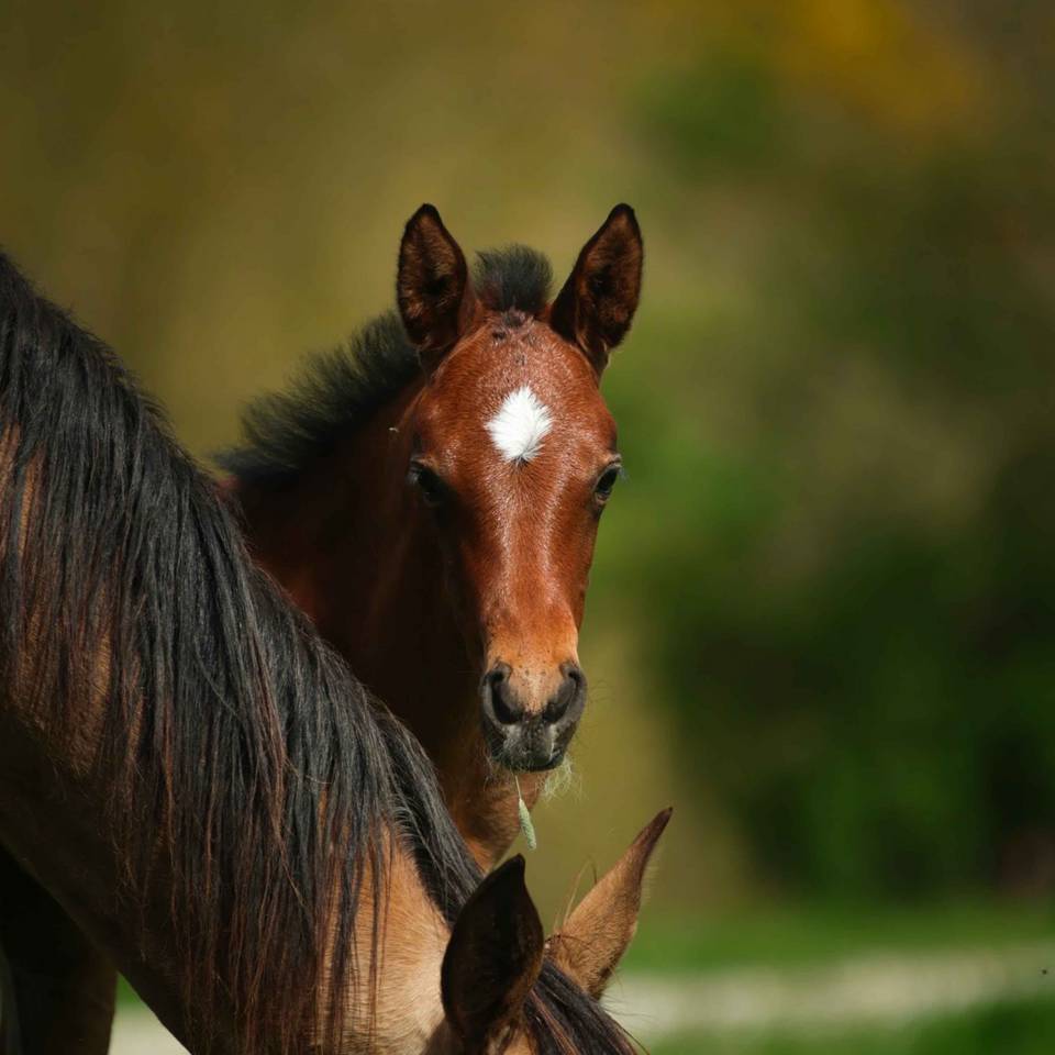 Filly Akhal Teke For sale 2025 Bay