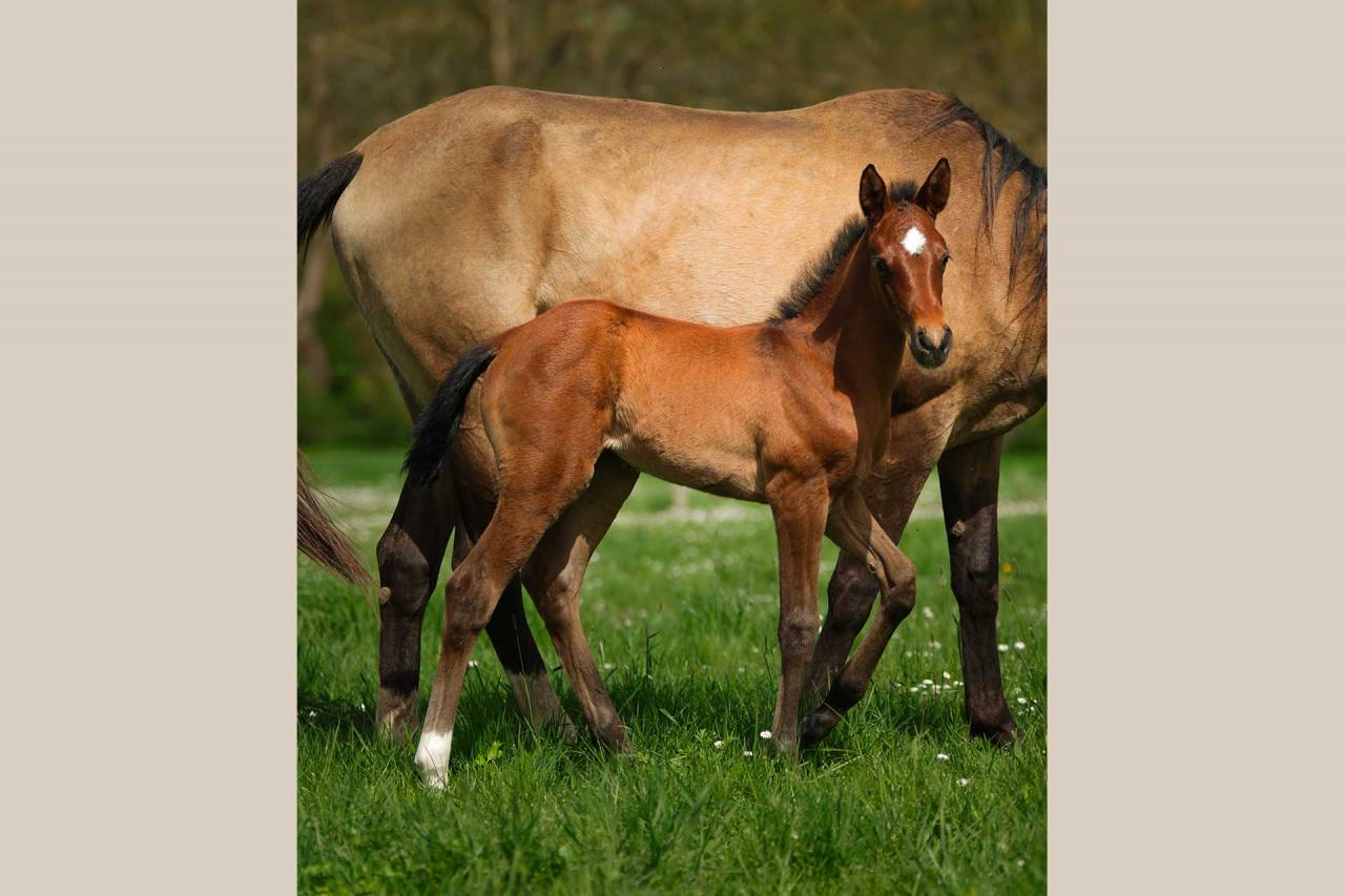 Filly Akhal Teke For sale 2025 Bay