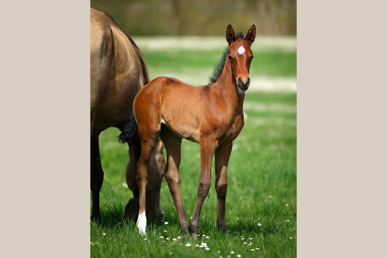 Filly Akhal Teke For sale 2025 Bay