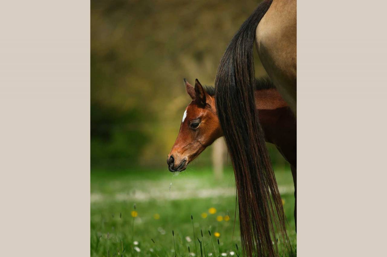 Filly Akhal Teke For sale 2025 Bay