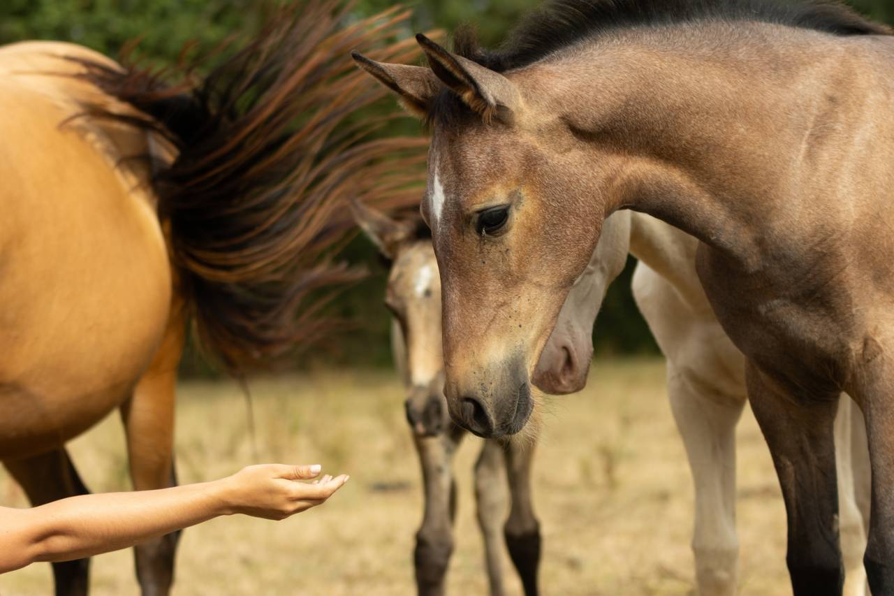 Filly Akhal Teke For sale 2025 Bay