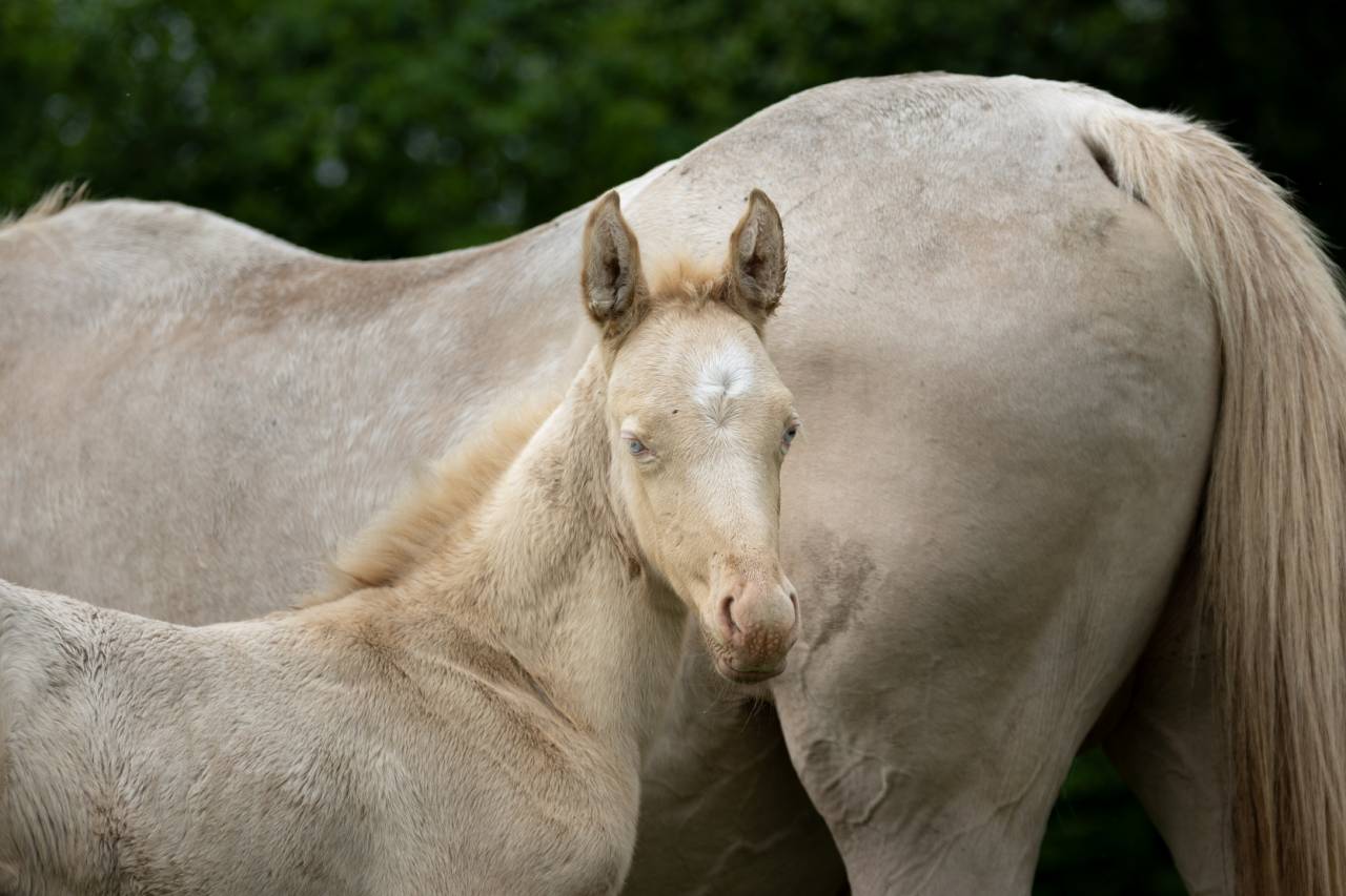 Filly Akhal Teke For sale 2025 Perlino