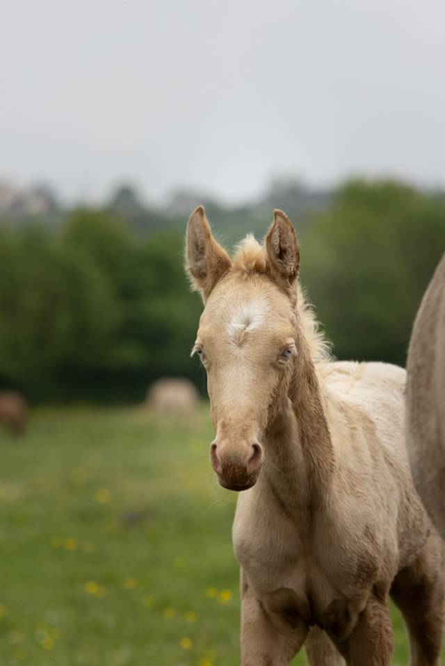 Filly Akhal Teke For sale 2025 Perlino