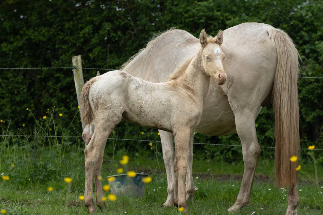 Filly Akhal Teke For sale 2025 Perlino