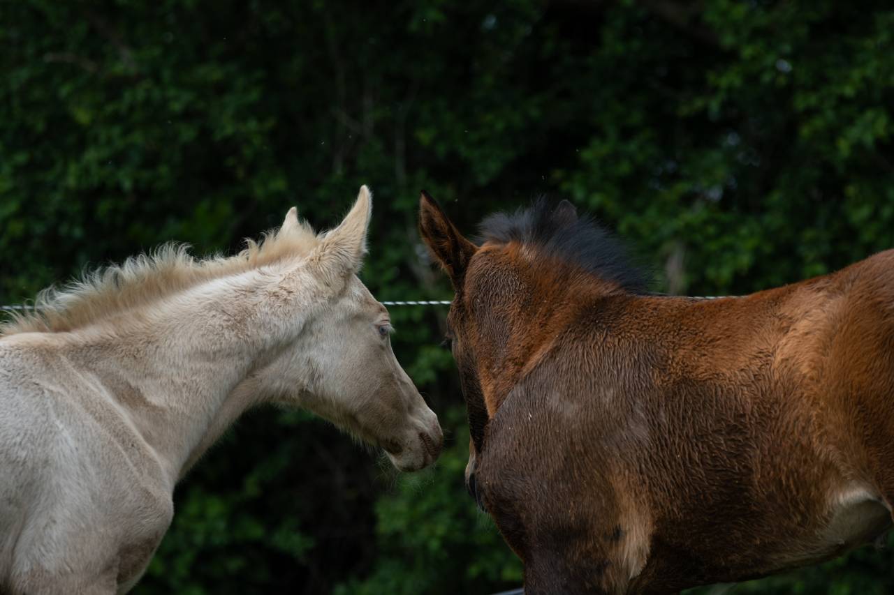 Filly Akhal Teke For sale 2025 Perlino