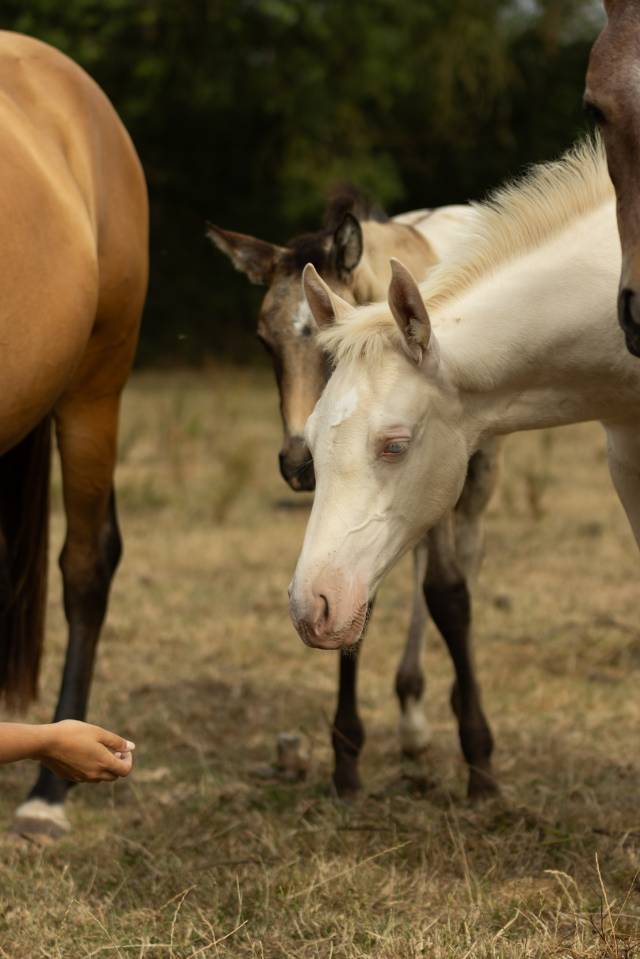 Filly Akhal Teke For sale 2025 Perlino