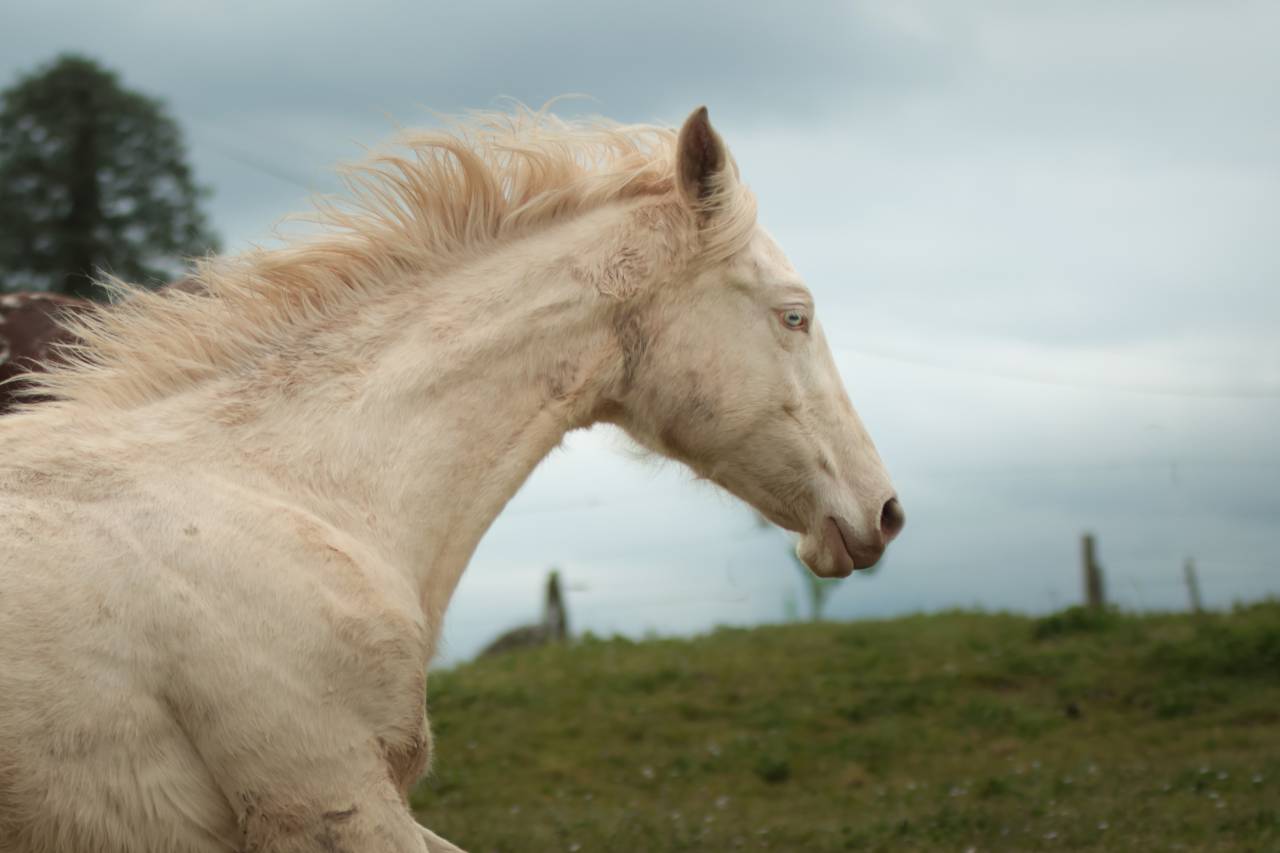 Filly Akhal Teke For sale 2025 Perlino