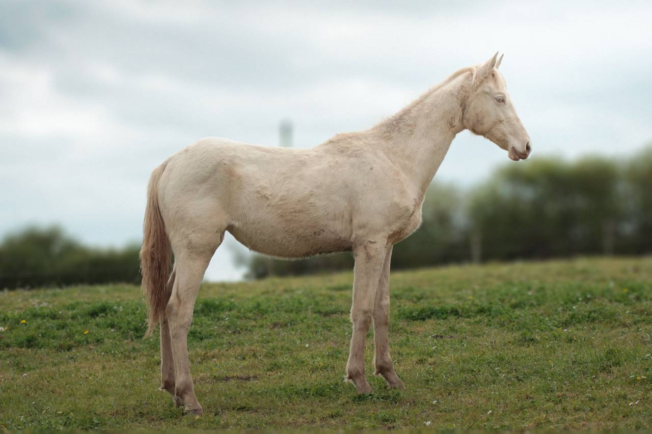 Filly Akhal Teke For sale 2025 Perlino