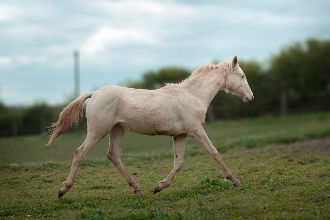 Filly Akhal Teke For sale 2025 Perlino